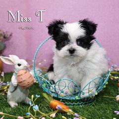 Miss T - Black female Mi-Ki puppy in Elizabeth, Colorado from Royal T Mi-Kis