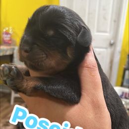 Poseidon(blue) - Black and mahogany male Rottweiler puppy in Mancelona, Michigan from Nicolle Stone