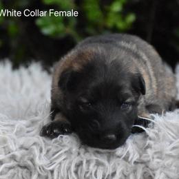 White Collar Female - Sable female German Shepherd puppy in Mariana, Florida from Haus M Godwin
