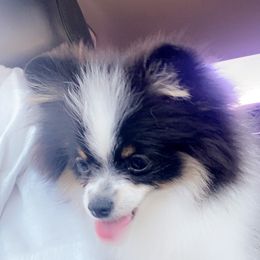 Little Bit - Pomeranian