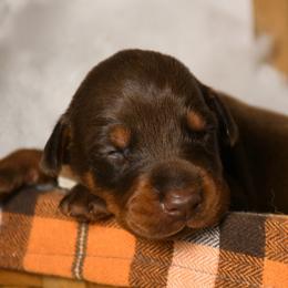 Girl 5 - Red and rust female Doberman Pinscher puppy in Overton, Texas from Obsidian Kennel