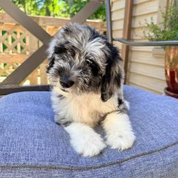 Heath - Merle male Goldendoodle puppy in Milford, Pennsylvania from Doodles Are Golden