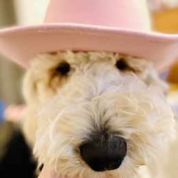 Goldendoodles from Marvel Doodles