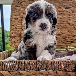 Texas - Merle male Bernedoodle puppy in New Market, Virginia from Frosty & Ginger Co Home of Doodles