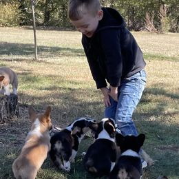 Pembroke Welsh Corgi Puppies from McMillin Stony Point Corgis