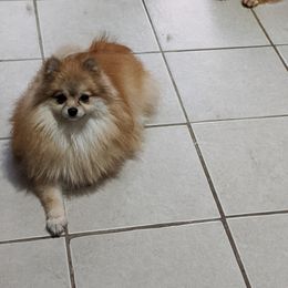 None - Pomeranian