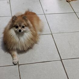 None - Pomeranian