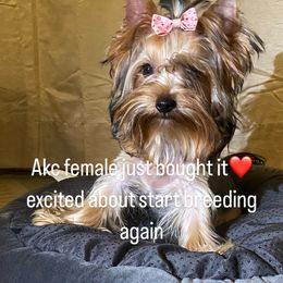 Stormy - Yorkshire Terrier