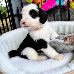 Ella - Black and white female Sheepadoodle puppy in Joelton, Tennessee from PC Pampered Parti's