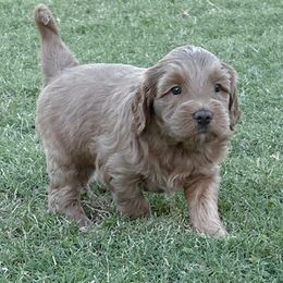 Nyx - Apricot female Australian Labradoodle puppy in Phoenix, Arizona from Luxe Labradoodles