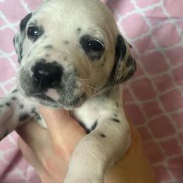 Butterfinger - White and black female Dalmatian puppy in Austin, Texas from Dazzling Dalz