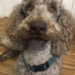 Poodles from Shab's Standard Poodle