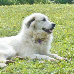 Rosie - Great Pyrenees
