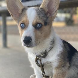 American Corgis and Pembroke Welsh Corgis from R&B Corgis