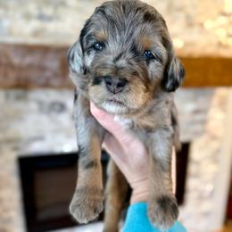 Brigid - Merle female Bernedoodle puppy in Midland, Michigan from Northern Charm Farm