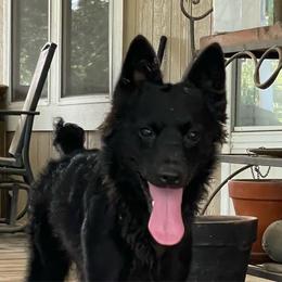 Fizzle - Black male Mudi puppy in Gladewater, Texas from Texas Mudi