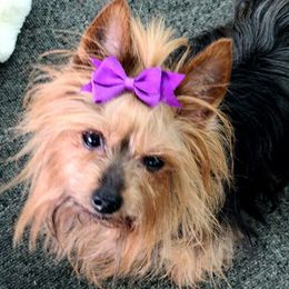 Yorkshire Terriers from HelloBeautifulYorkies