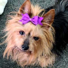 Yorkshire Terriers from HelloBeautifulYorkies