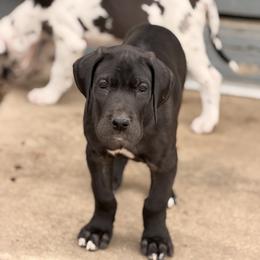 Boy 1 - Black male Great Dane puppy in Ottumwa, Iowa from Robin's Great Danes
