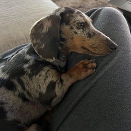 Dachshund All Grown Up from RVA Dachshunds