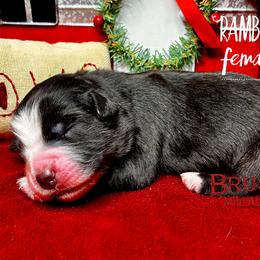 BRUSHY CREEKS RAMBLER - Black tri-color female Australian Shepherd puppy in Red Oak, Texas from Brushy Creek Aussies & Mini Aussies