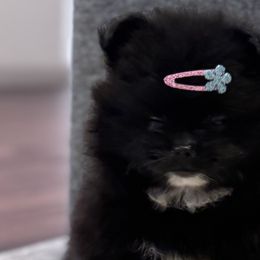 Pomeranians from Pomeranian experts