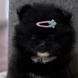 Pomeranians from Pomeranian experts