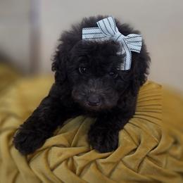 Willow - Chocolate female Goldendoodle puppy in Decatur, Tennessee from Diamond's Doodles
