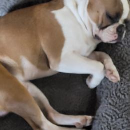 Boston Terrier All Grown Up from Cristi's Port Bostons