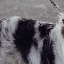 Shetland Sheepdogs from GrapeView Shetland Sheepdogs