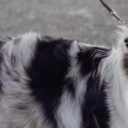 Shetland Sheepdogs from GrapeView Shetland Sheepdogs