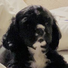 Cocker Spaniels from Della Luna Cocker Spaniels Puppies