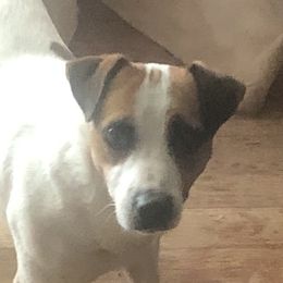 Atina - Russell Terrier