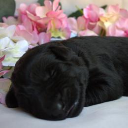 Fern - Black female Giant Schnauzer puppy in Bessemer, Alabama from The Copper Cottage Canines LLC