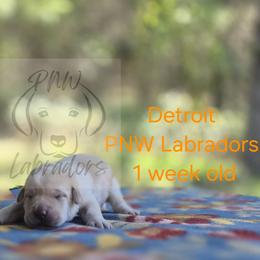 Detroit - Yellow male Labrador Retriever puppy in Rogue River, Oregon from PNW Labradors