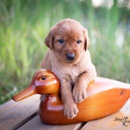 Girl 2 - Dark golden Golden Retriever puppy in Anderson, California from Redtail Golden Retrievers