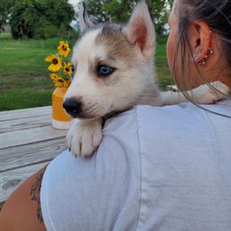 Siberian Husky Puppies from Haskins Huskies