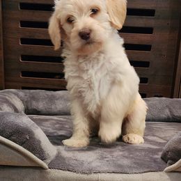 Dachshund and Labradoodle Puppies from Fritz Family Friends