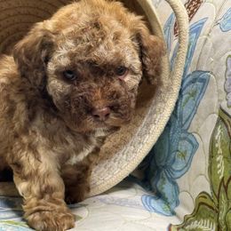 M3 71125 MC - Cafe au lait male Maltipoo puppy in Bakersfield, California from Silvia's Maltipoos