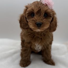 F1 Cavapoo - Red female Cavapoo puppy in Belgrade, Montana from 406springhilldoodles
