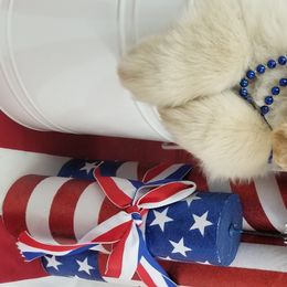 Golden Retriever Puppies from SUN-GOLDEN KENNELS