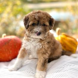Chestnut - Blue collar - Sable male Bernedoodle puppy in Highland, Utah from Angel Pups Deluxe