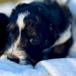 Ash - Black and white male Aussiedoodle puppy in Hempstead, Texas from Young Gun Aussies