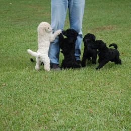 Poodle Puppies from Parkview Poodles