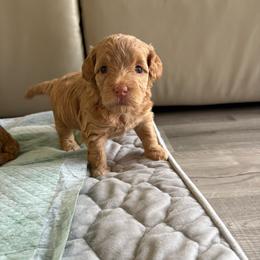 Flora - Apricot female Goldendoodle puppy in Brooksville, Florida from Abby’s Standard Goldendoodles
