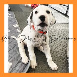 Dalmatian Puppies from Rainier DALS LUA Dalmatians of Washington
