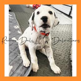 Dalmatian Puppies from Rainier DALS LUA Dalmatians of Washington