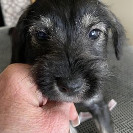 Annie - Black and silver Miniature Schnauzer puppy in Summit County, Utah from Del Sol Miniature Schnauzers