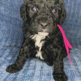 Emmy - Black female Cockapoo puppy in Bedford, Iowa from Our Father’s Doodles