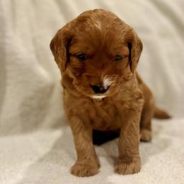 Rose - Apricot female Goldendoodle puppy in Beaverton, Oregon from Mini Goldendoodles